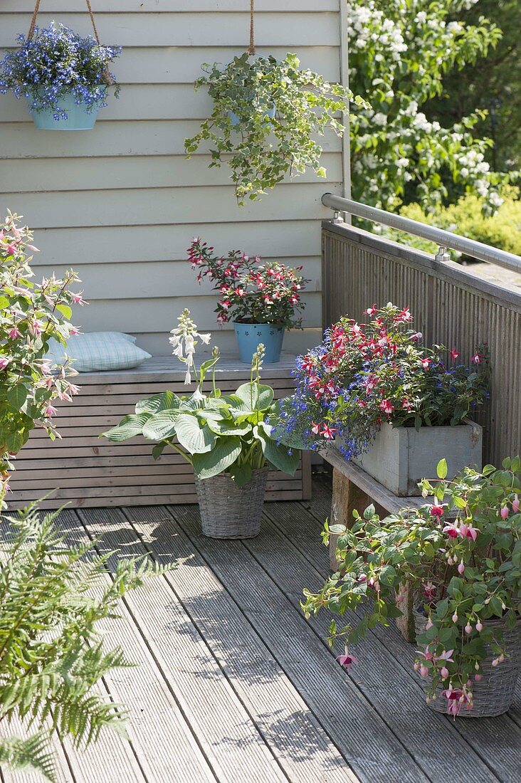 Schattenbalkon mit Fuchsia 'Shadow Dancer Helena' (Fuchsien), Lobelia