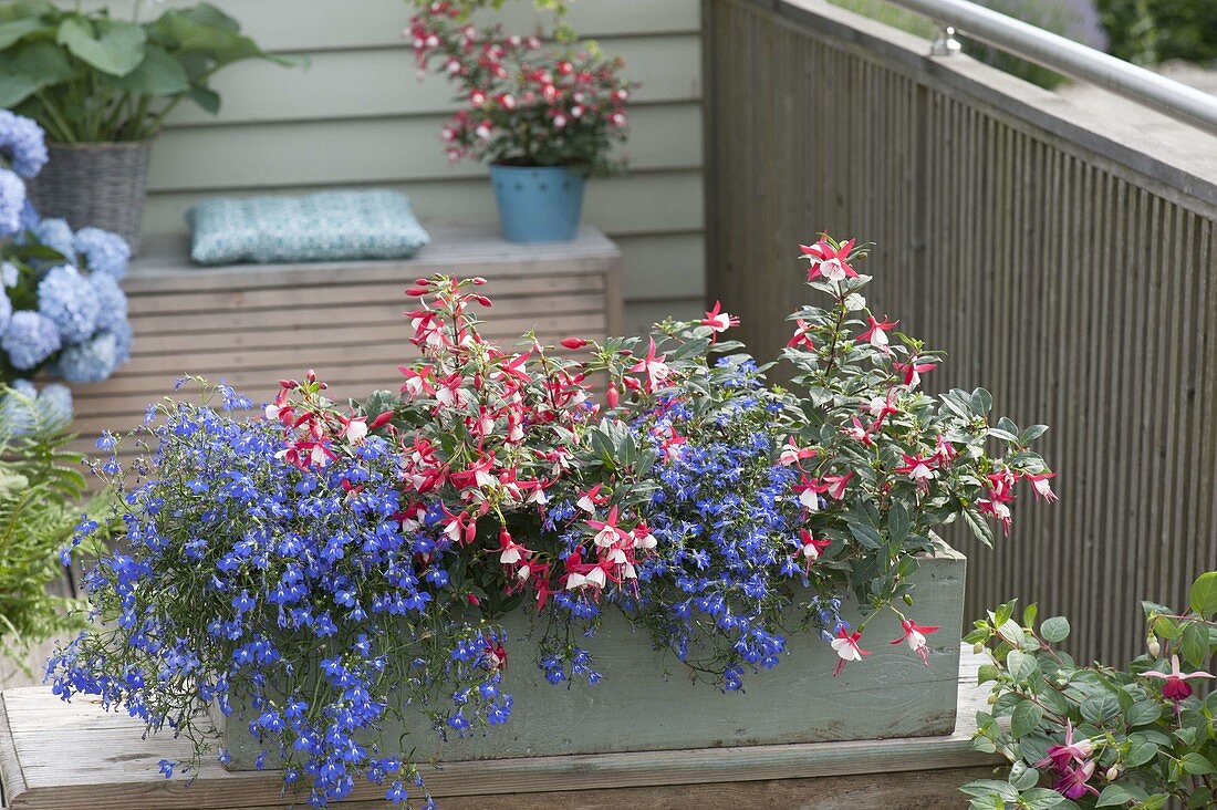 Balkon-Kasten mit Bepflanzung für Halbschatten und Schatten