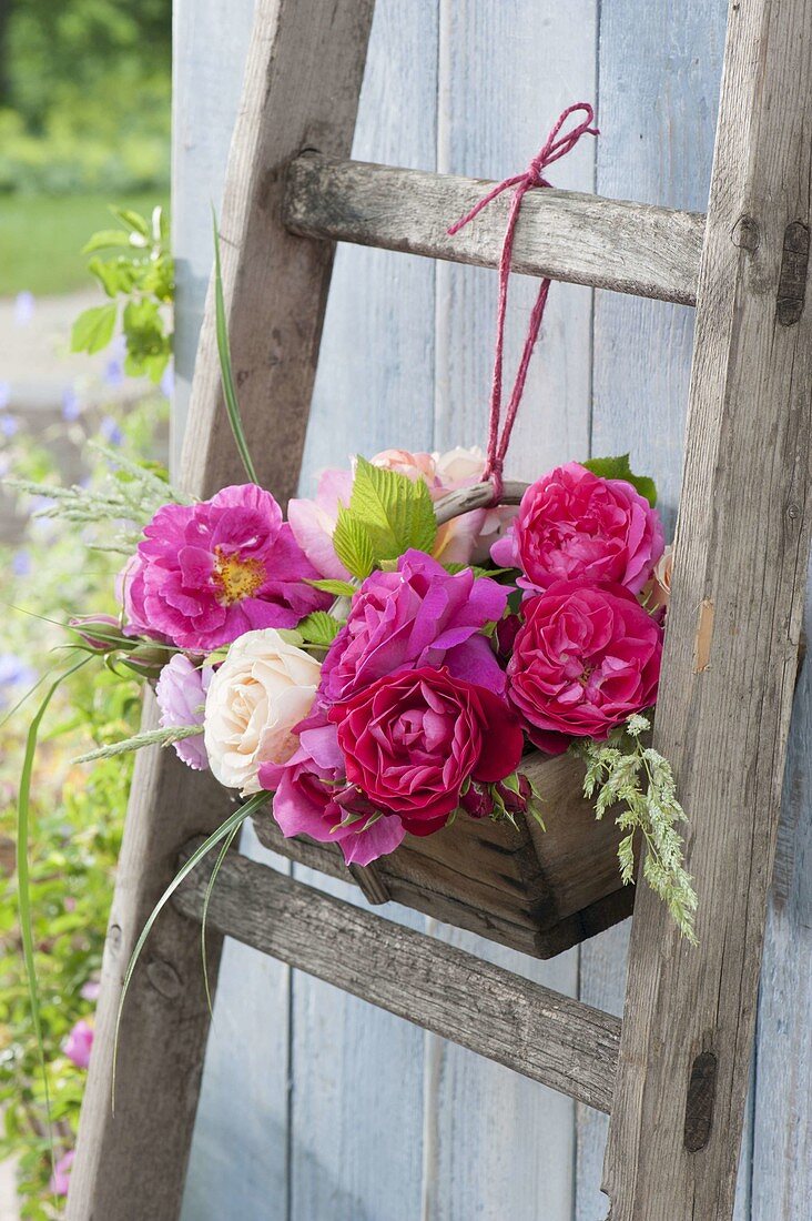 Holzkoerbchen mit duftenden Rosa (Rosen)an alte Holzleiter gebunden