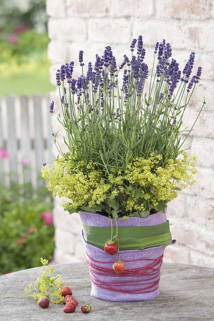 Lavendel (Lavandula) in Topf mit Filz-Verkleidung , Blüten von Alchemilla