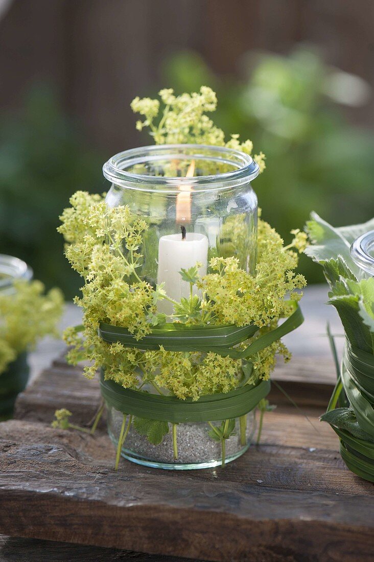 Preserving jar misused as lantern, flowers of Alchemilla