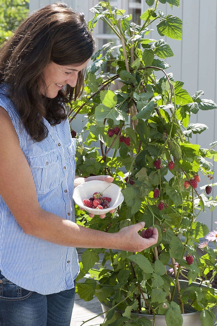 Woman picking raspberries (Rubus)