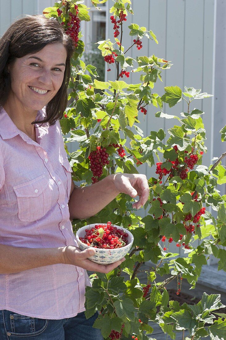 Woman picking redcurrants (Ribes rubrum)