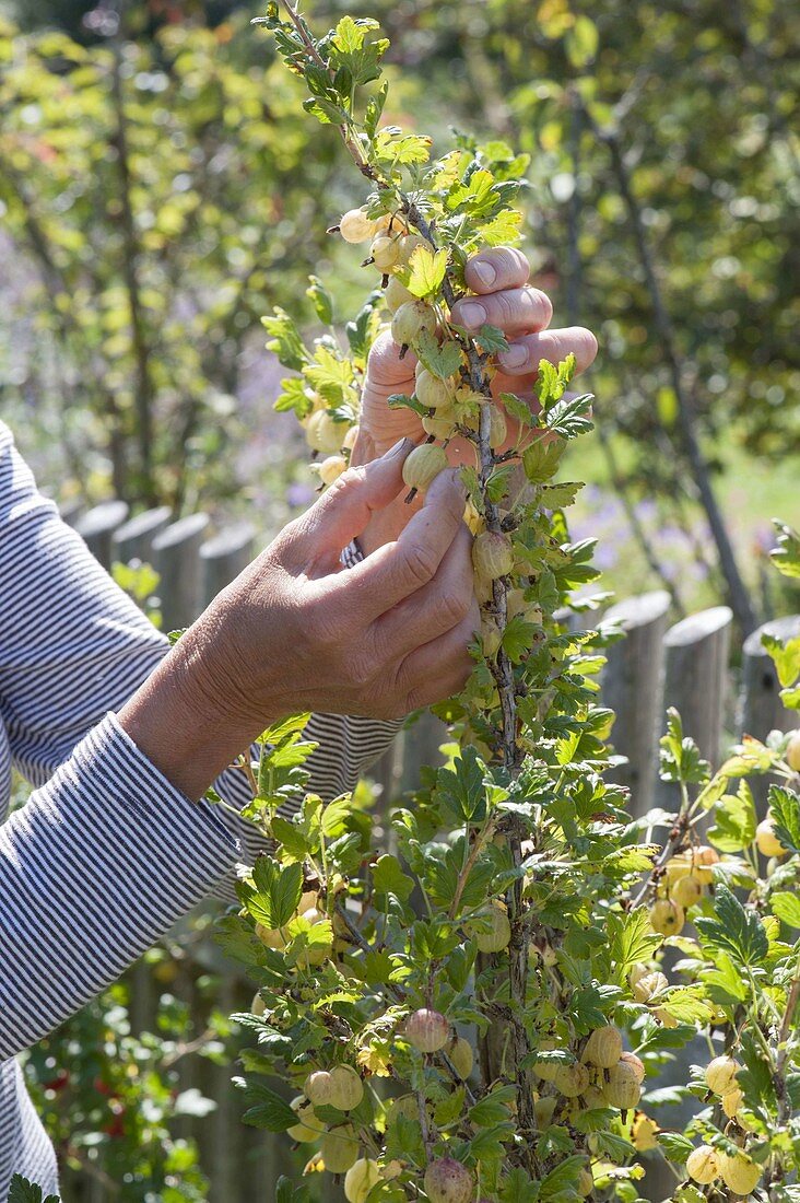 Frau pflückt gelbe Stachelbeeren 'Invicta' (Ribes uva-crispa)