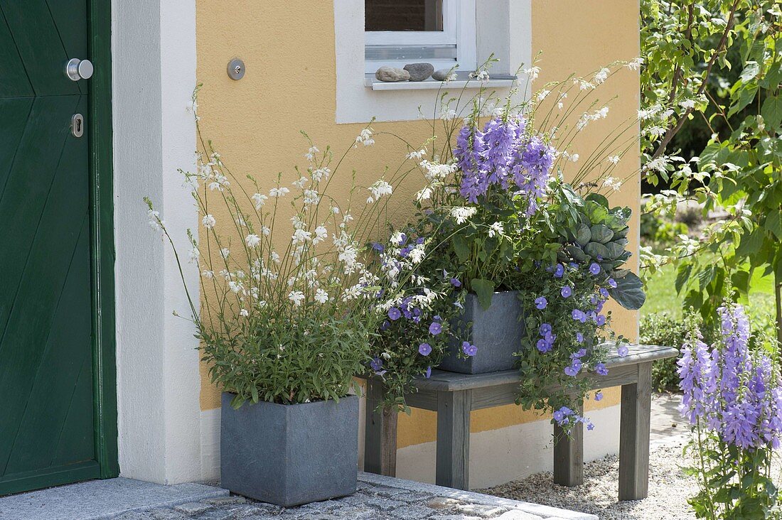 Hauseingang mit grauen Kästen blau und weiss bepflanzt