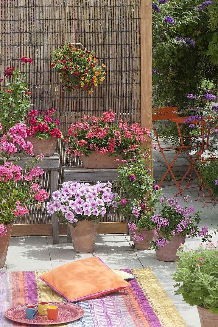 Kleine Terrasse mit Teppich und Kissen : Pelargonium