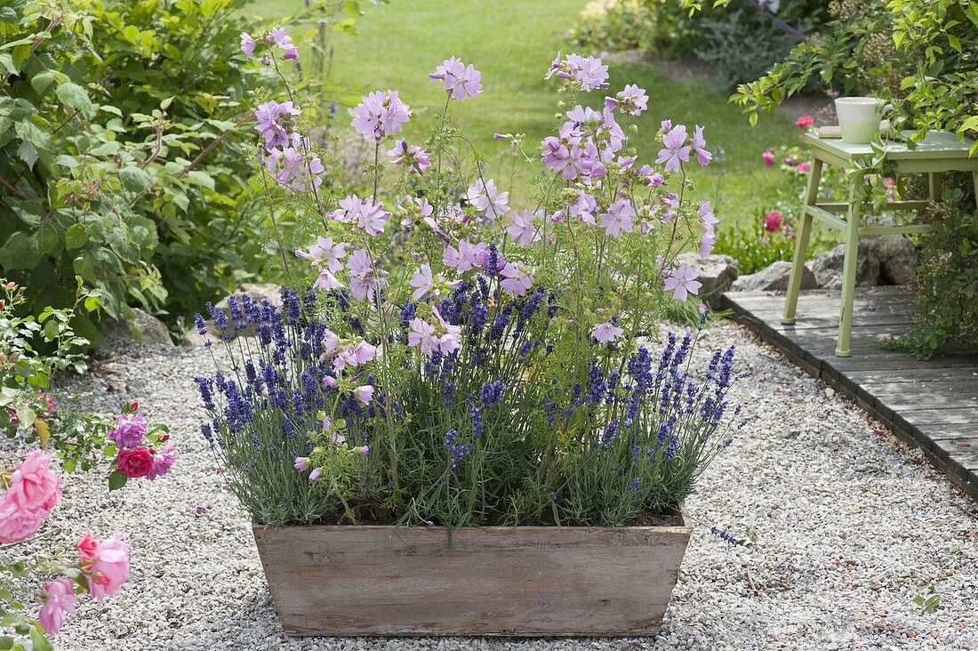 Sidalcea malviflora 'Elsie Heugh' (Praeriemalve) mit Lavendel