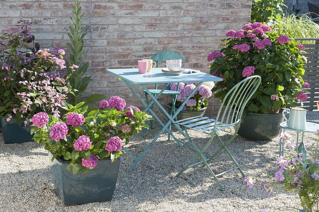 Schattige Kiesterrasse mit Hydrangea (Hortensien) und kleiner Sitzgruppe