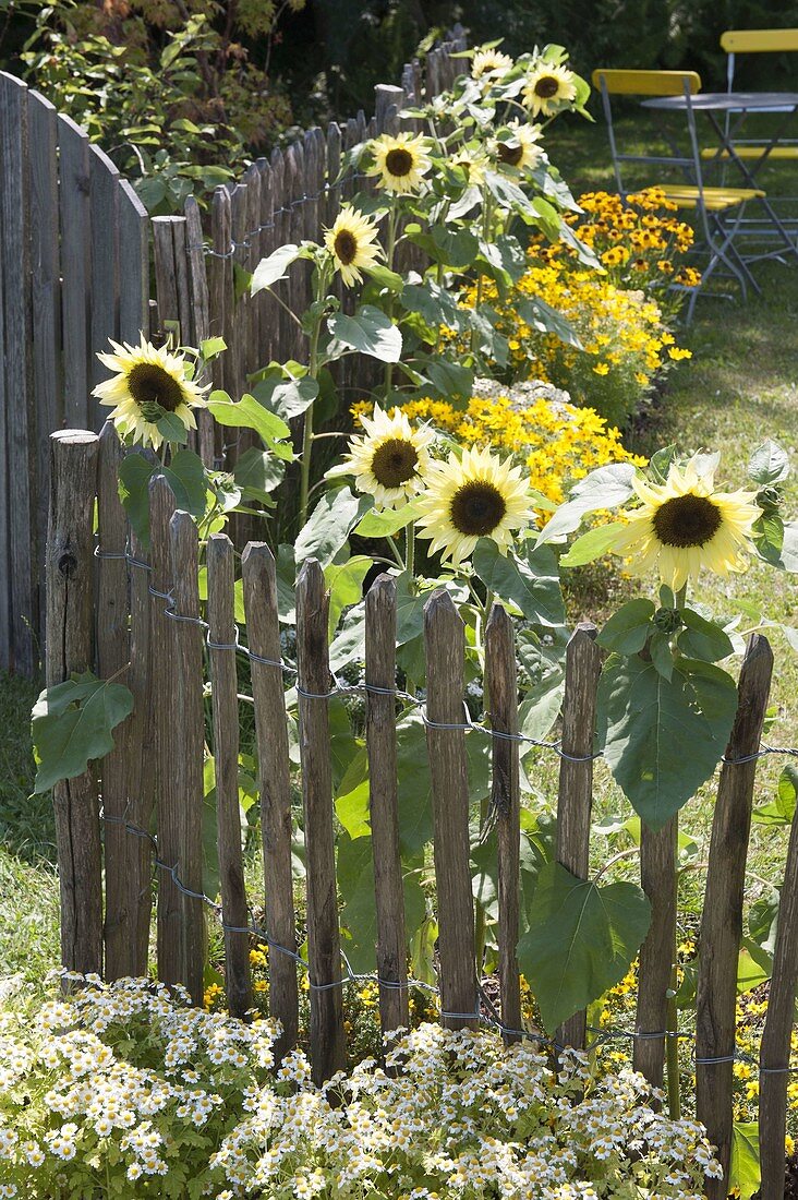 Helianthus 'Garden Statement' (Sonnenblumen)