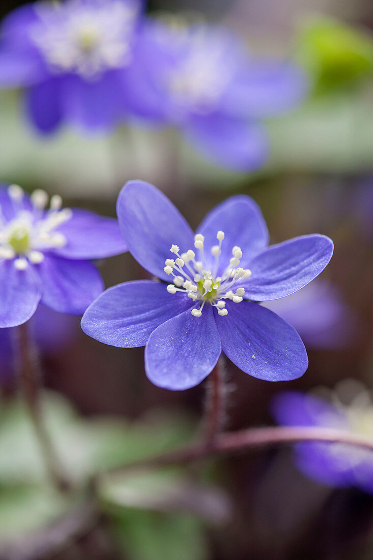 Sammlung von Hepatica, Hepatica nobilis (blau)