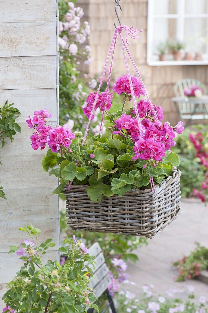 Pelargonium zonal 'Flower Fairy Rose' in basket