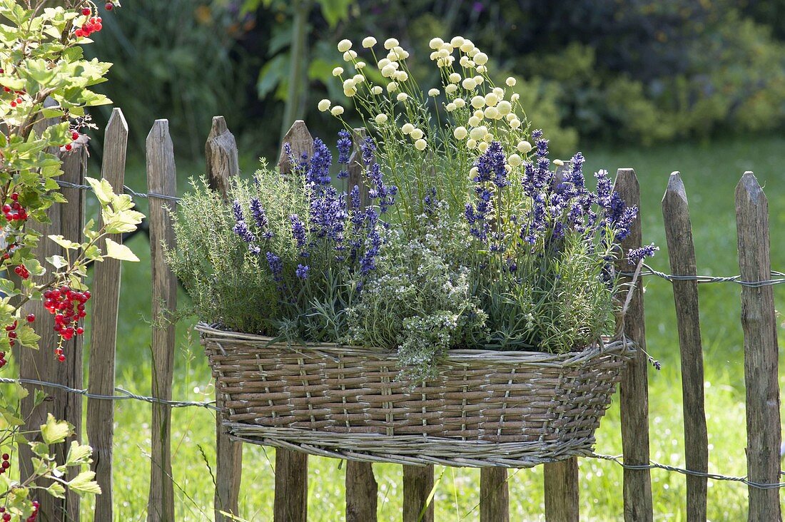 Korbkasten mit Kräutern am Zaun aufgehängt : Lavendel (Lavandula)