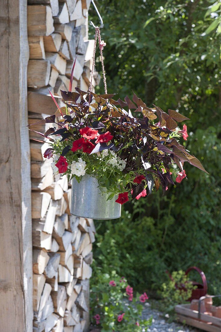 Tin bucket as hanging planter with Ipomoea batatas 'Sweet Carolie Copper'
