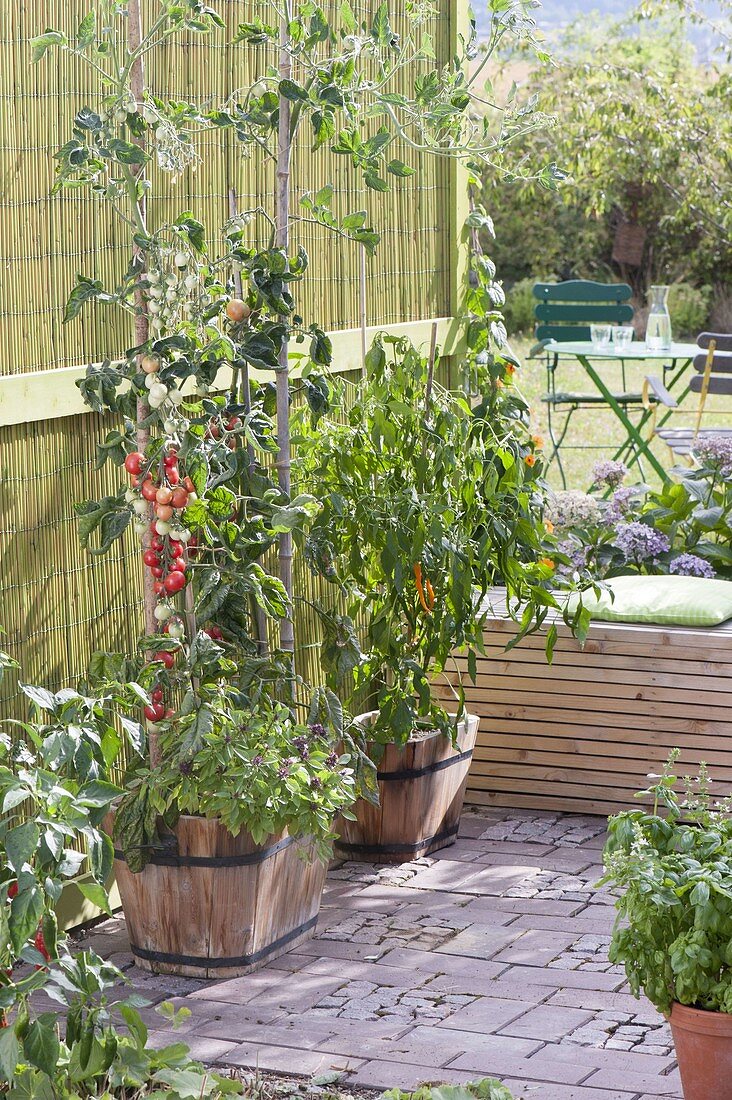 Wooden tub with tomatoes planted with basil