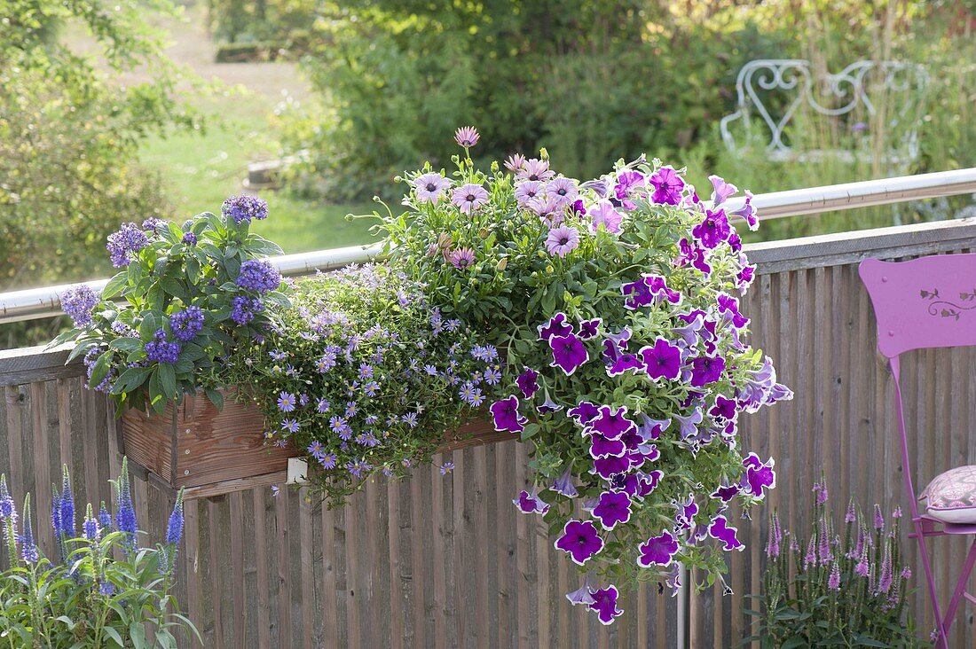 Balkonkasten mit Petunia Sanguna 'Purple Picotee' (Petunie), Heliotropium