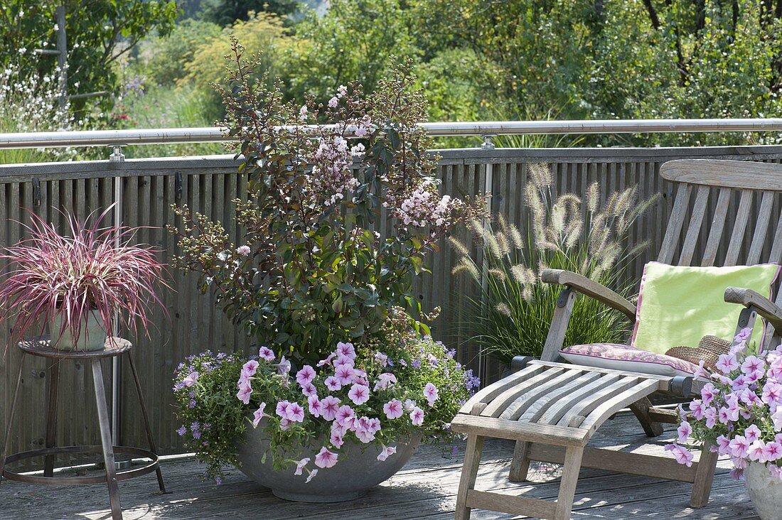 Lagerstroemia indica 'Burgundy Cotton' in gray husk