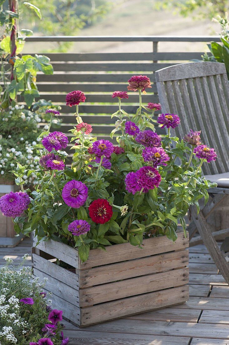 Zinnia 'Giant Burgundy' and 'Purple Prince' in wooden box