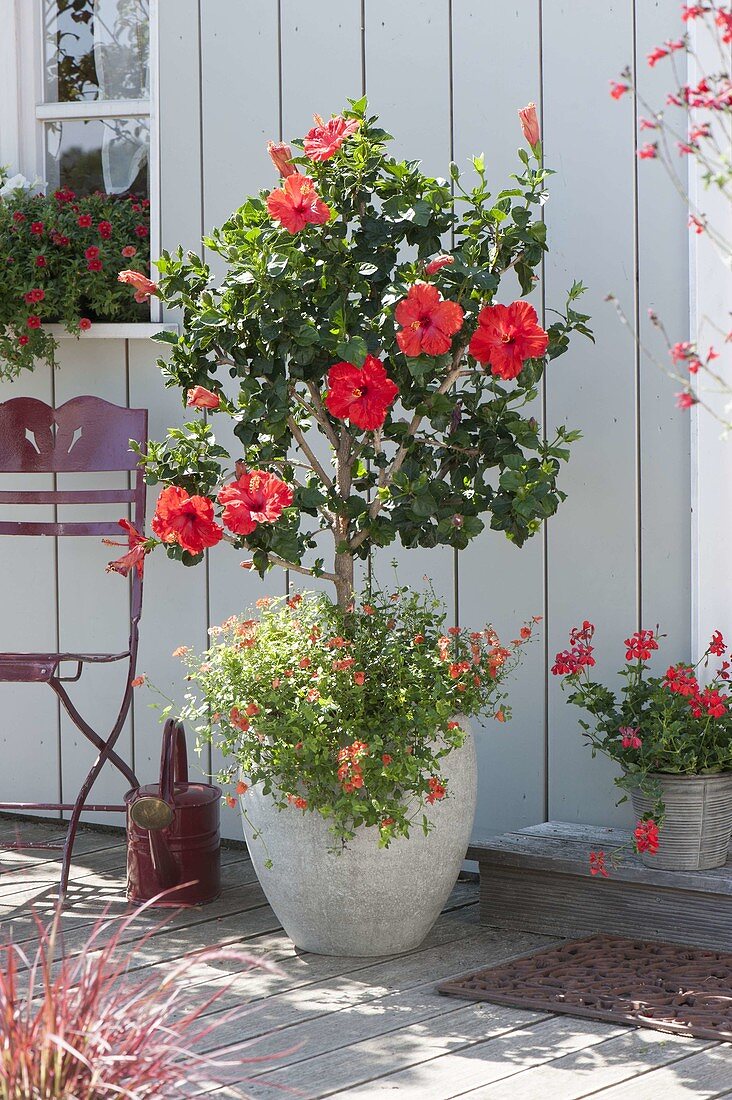 Hibiscus rosa-sinensis 'Porto' (Rosemary), stems
