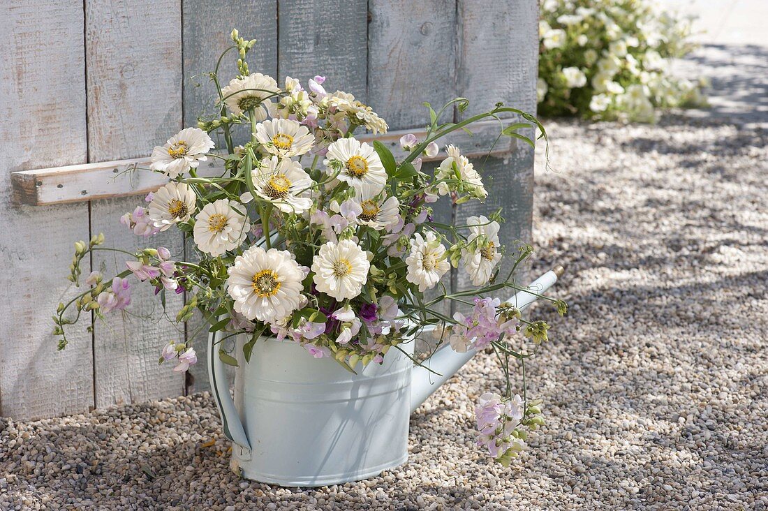 Bouquet of white Zinnia and Lathyrus in watering can