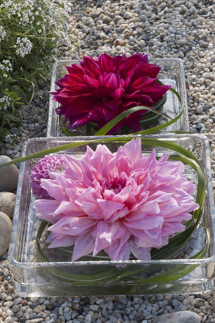 Large dahlia flowers with miscanthus