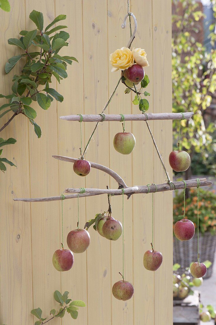 Mobile aus Äpfeln (Malus) und Treibholz