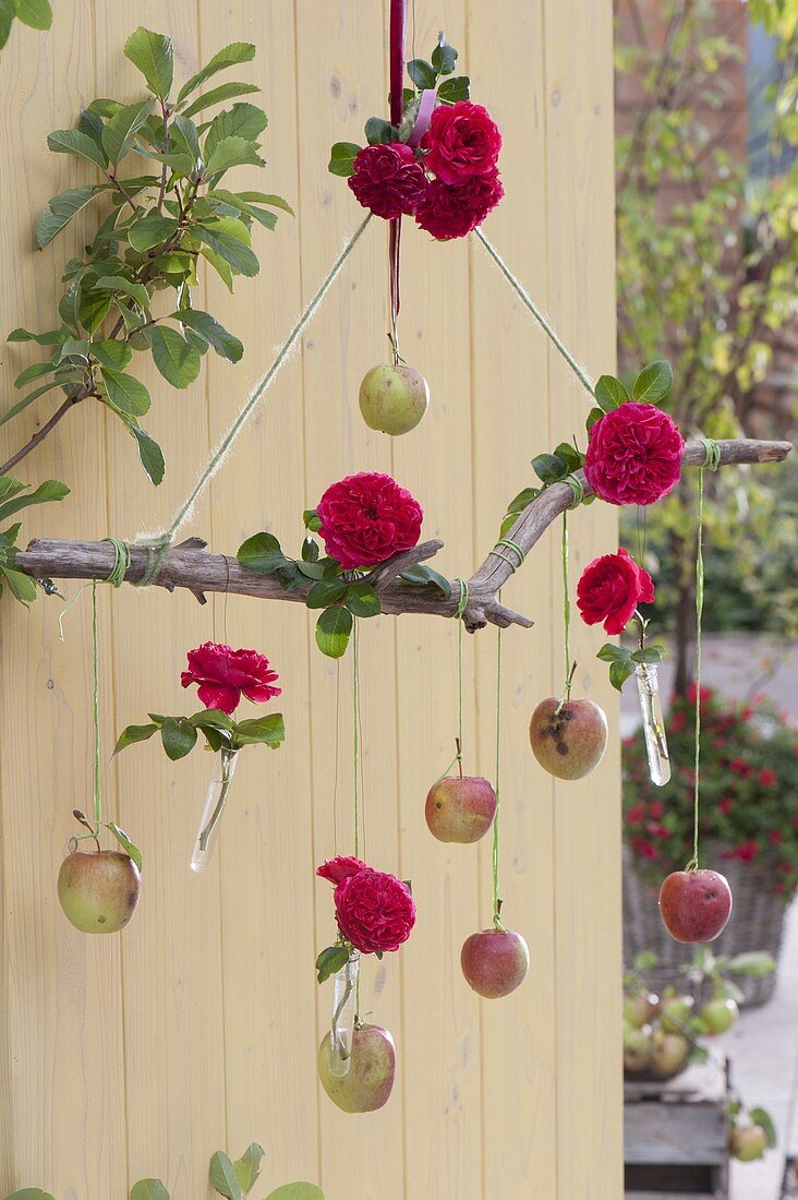 Mobile aus Äpfeln (Malus) und Treibholz