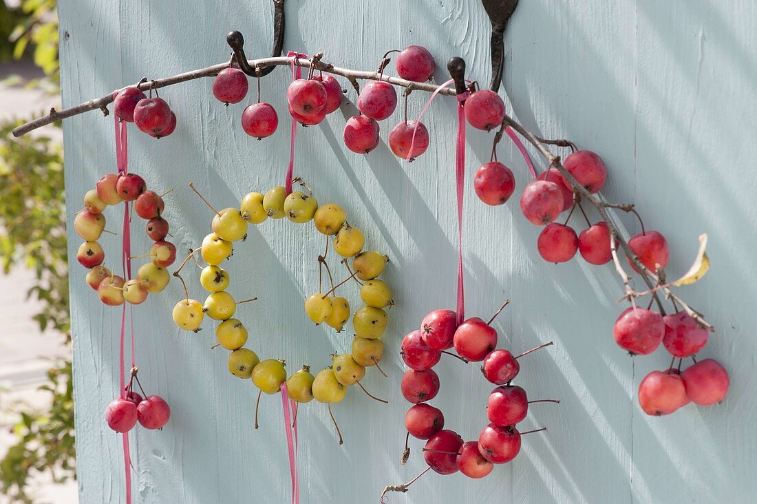 Decoration with ornamental apples, small wreaths from Malus 'Evereste' red