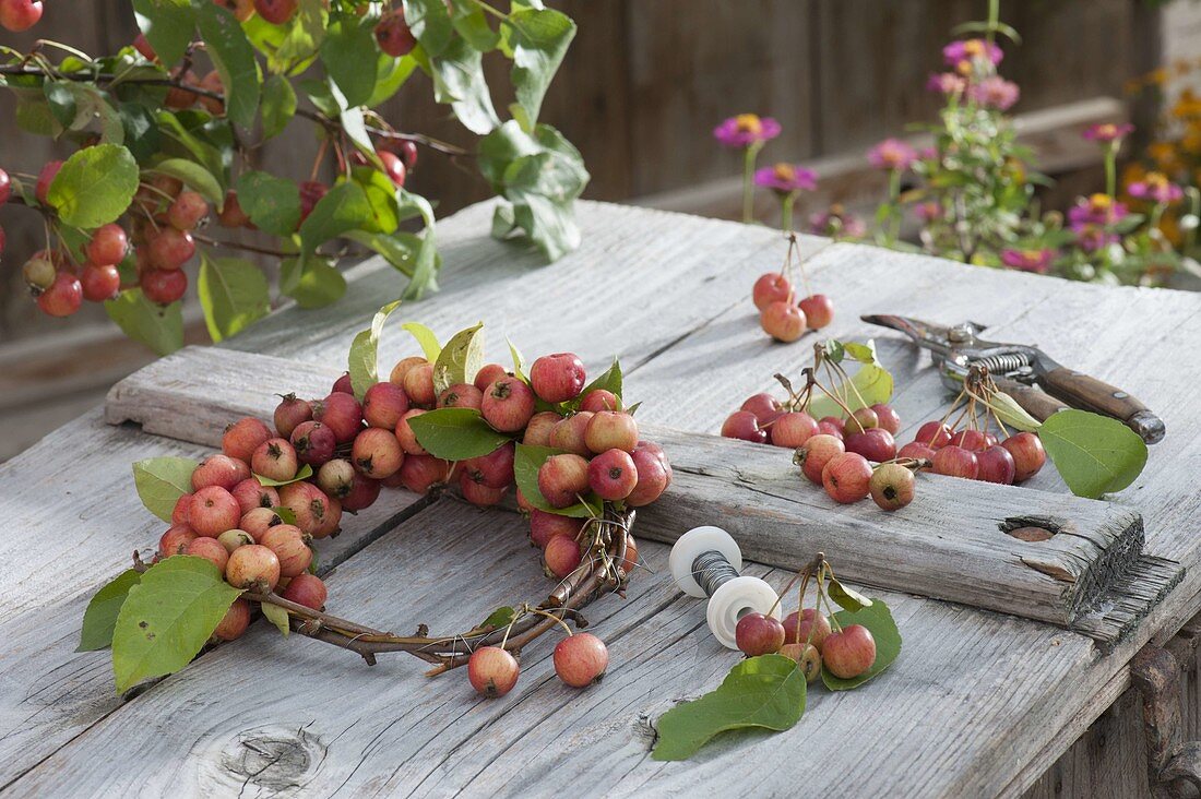 Kränzchen aus Malus 'Van Eseltine' (Zieraepfeln) auf Apfelzweigen binden