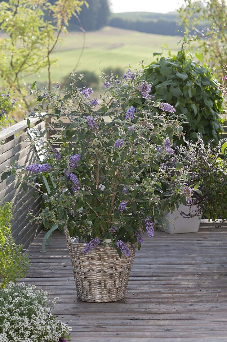 Buddleja Buzz 'Violet' (Sommerflieder, Schmetterlingsflieder) im Korb