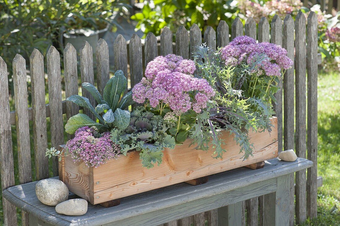 Homemade wooden box planted autumn