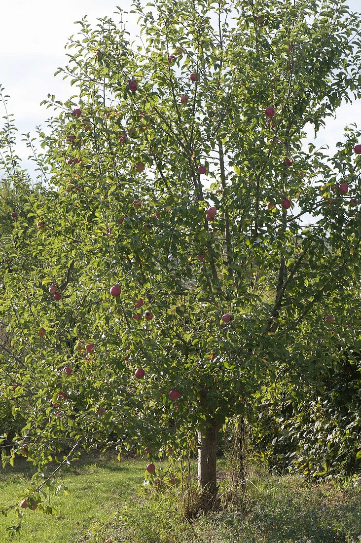 Apfelbaum (Malus) im Naturgarten