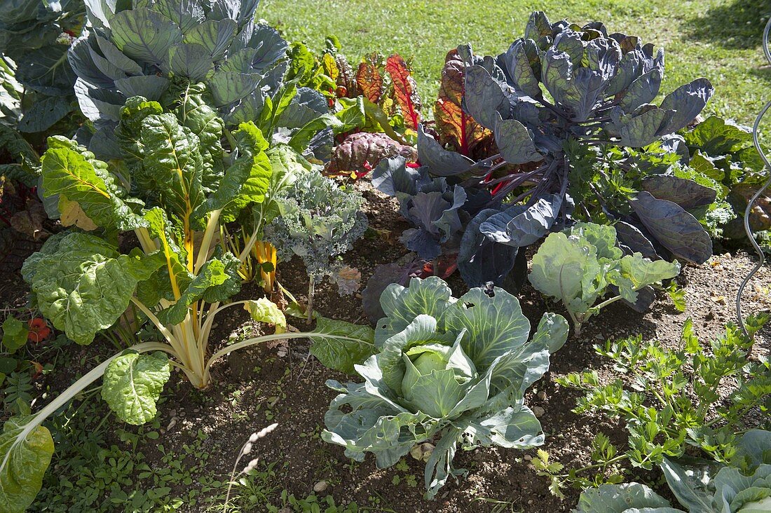Mount vegetable bed of white cabbage, Brussels sprouts, kale, Swiss chard