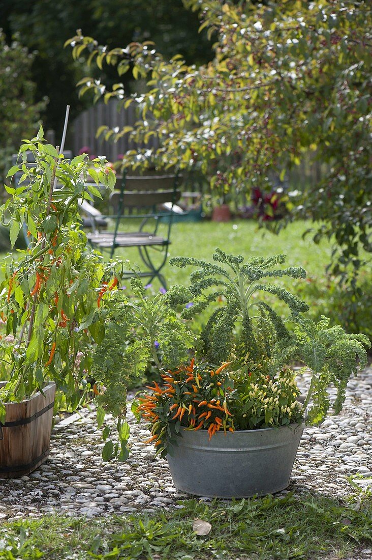 Zinkwanne mit Chili, Peperoni (Capsicum frutescens) und Grünkohl