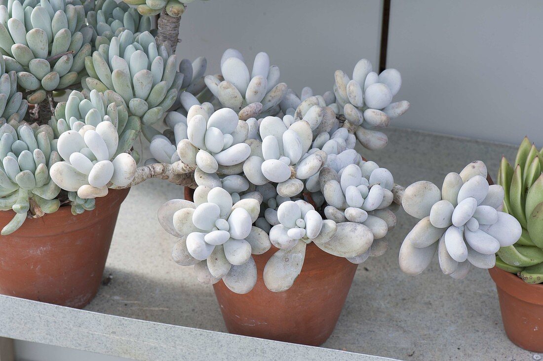 Pachyphytum oviferum (moonstone) in clay pots