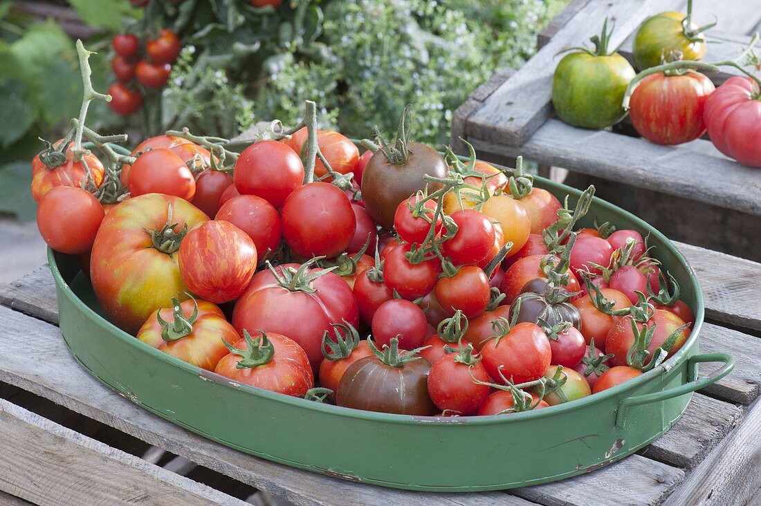 Frisch gepflueckte Tomaten (Lycopersicon)