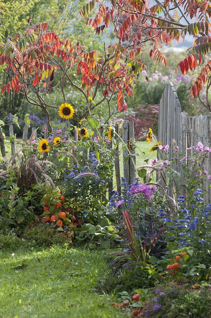 Small autumn garden with perennials and summer flowers