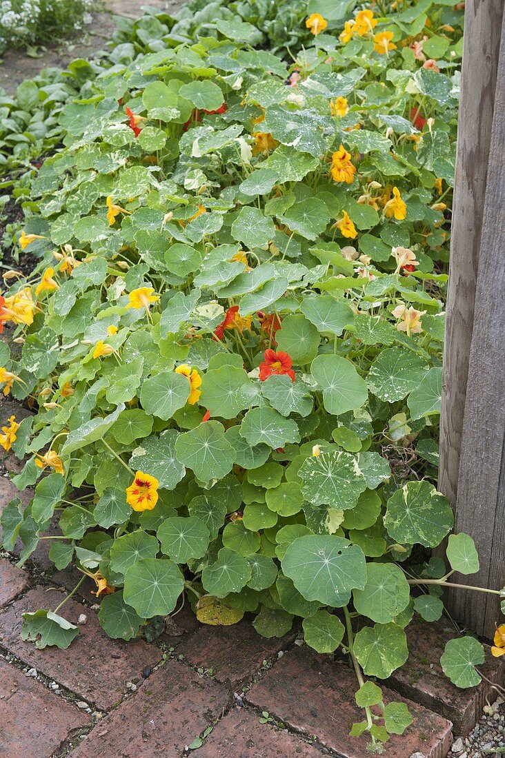 Tropaeolum majus (Kapuzinerkresse) im Gemüsegarten