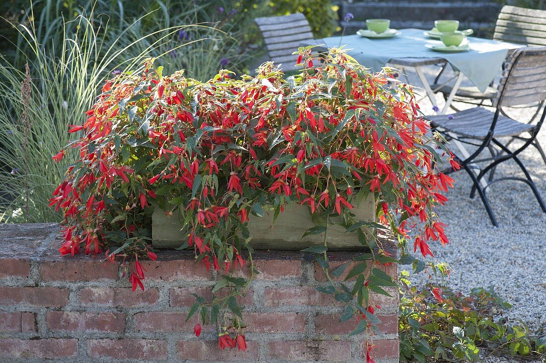 Begonia Summerwings 'Deep Red' in wooden box