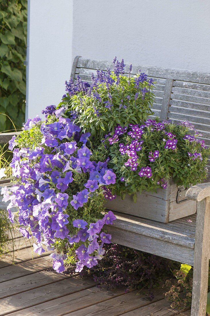 Homemade wooden box with Petunia surfinia 'Sky Blue'