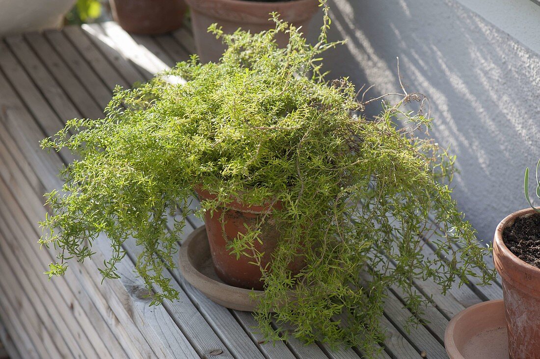 Kriechendes Bohnenkraut (Satureja montana repens) im Tontopf