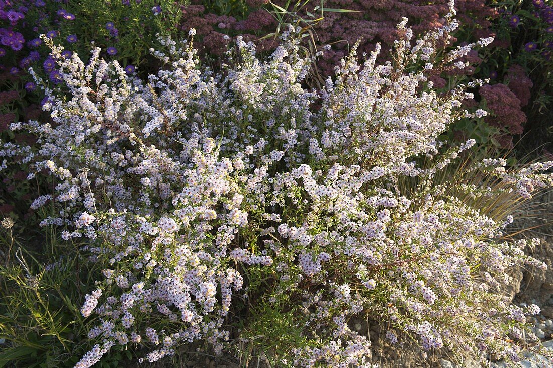 Aster ericoides 'Schneetanne' (Septemberkraut)