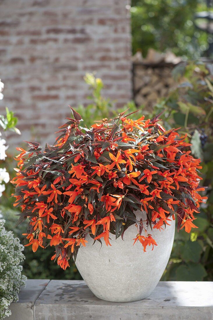 Begonia Summerwings 'Ebony and Orange' (Haengebegonie)