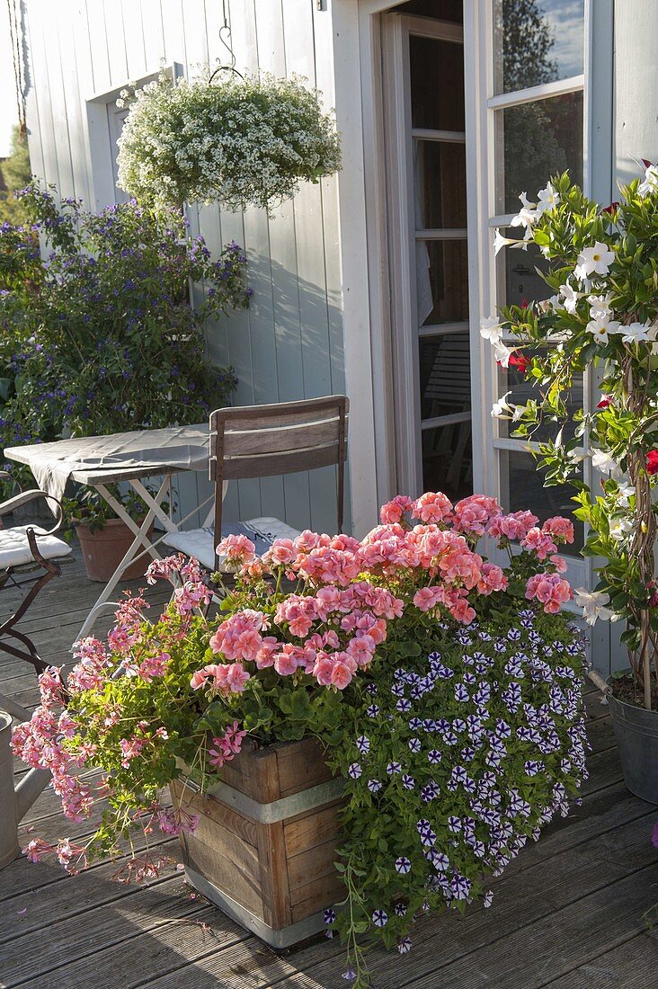 Holzkasten bepflanzt mit Pelargonium zonale 'Classic Helena'