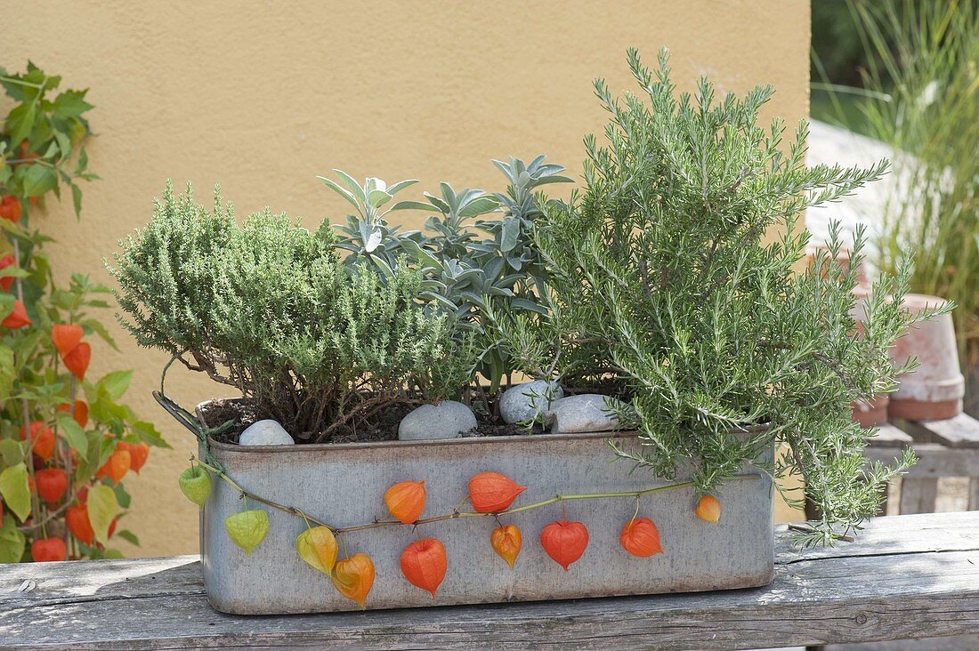 Zinc box with herbs, thyme (Thymus vulgare), sage