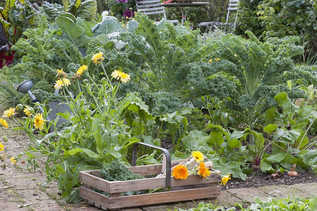 Vegetable bed with kale (Brassica), calendula (marigold)