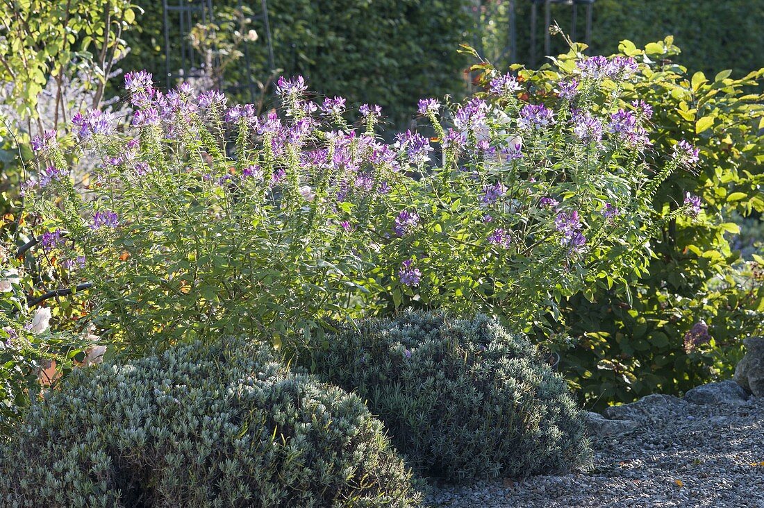 Cleome spinosa 'Senorita rosalita' in bed with lavender