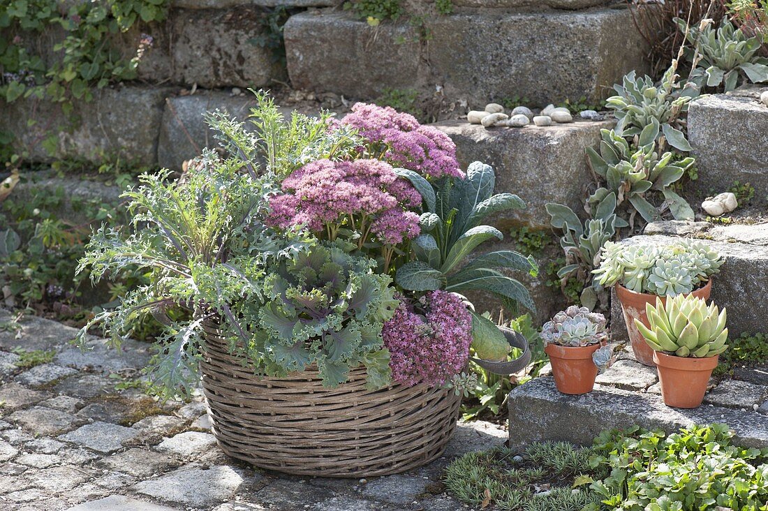 Autumn-planted basket ornamental cabbage and palm kale with sedum