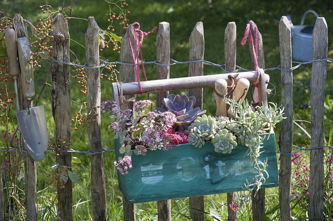 Kleine Werkzeugkiste mit Sukkulenten bepflanzt an Zaun gehängt