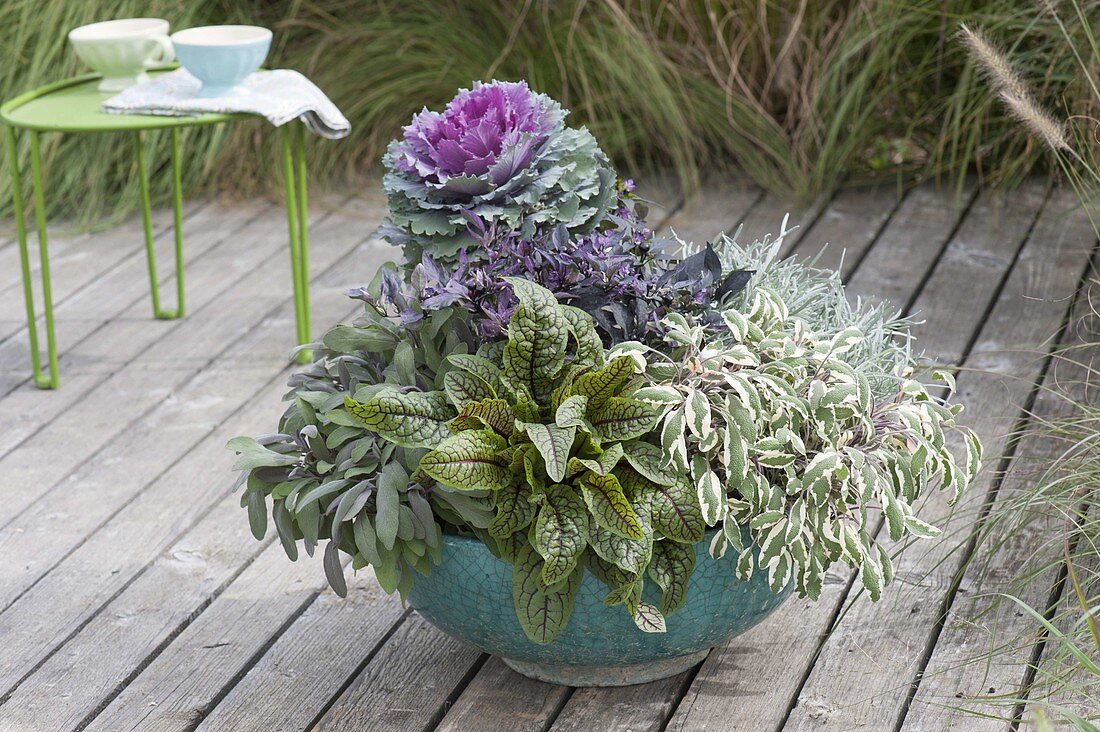 Turquoise shell with Brassica, sage 'Purpurascens' 'Tricolor'
