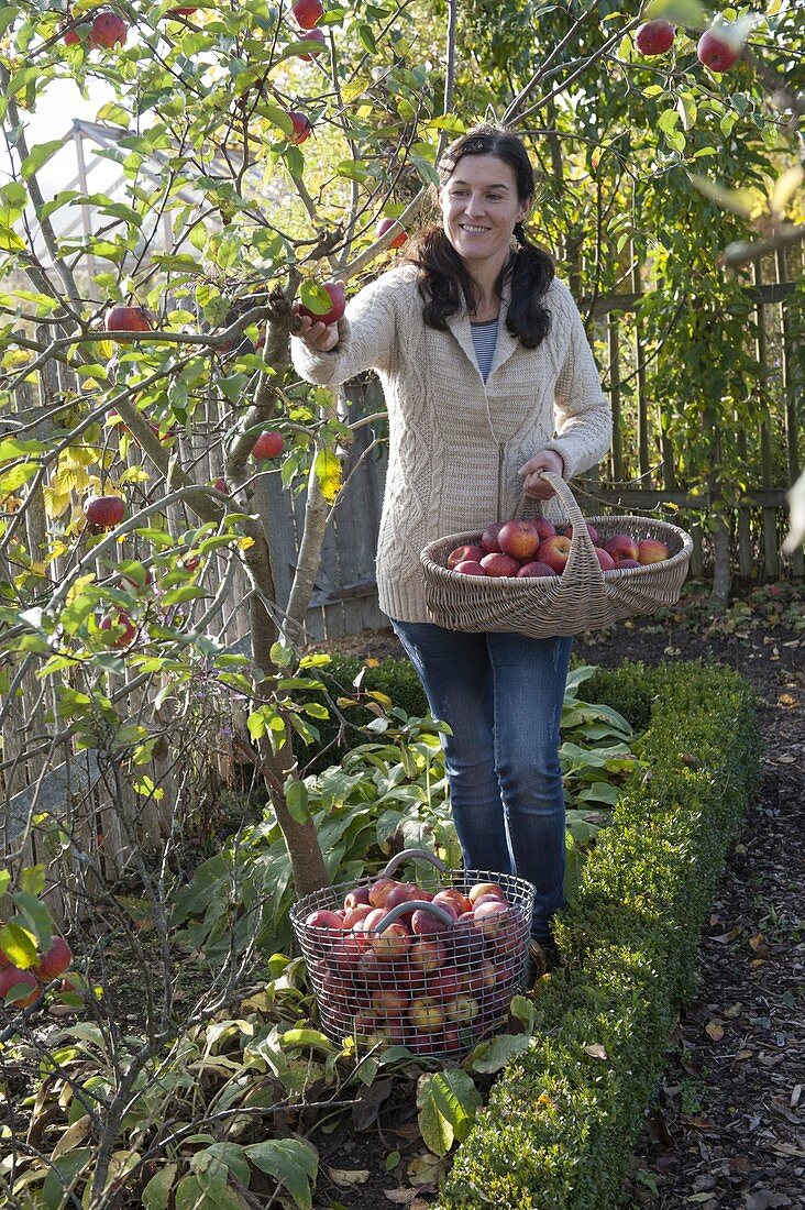 Frau pflückt Äpfel (Malus) im Bauerngarten, Apfelbaum im Beet